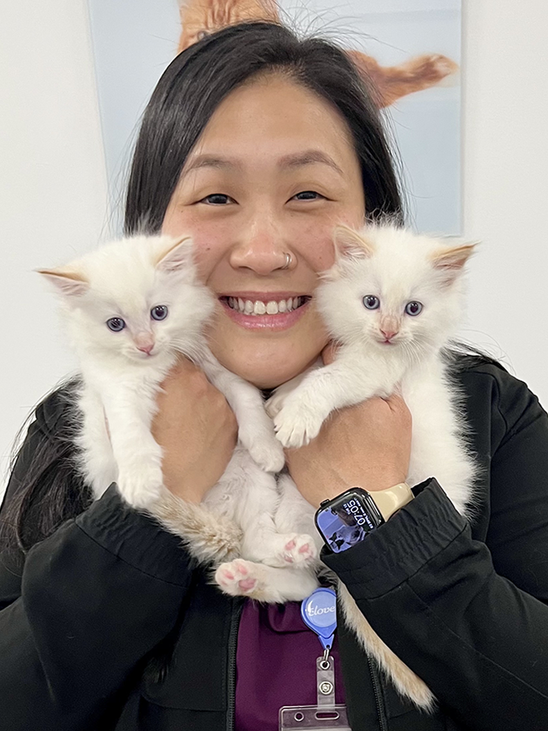 Smiling woman holding two white fluffy kittens against a light background