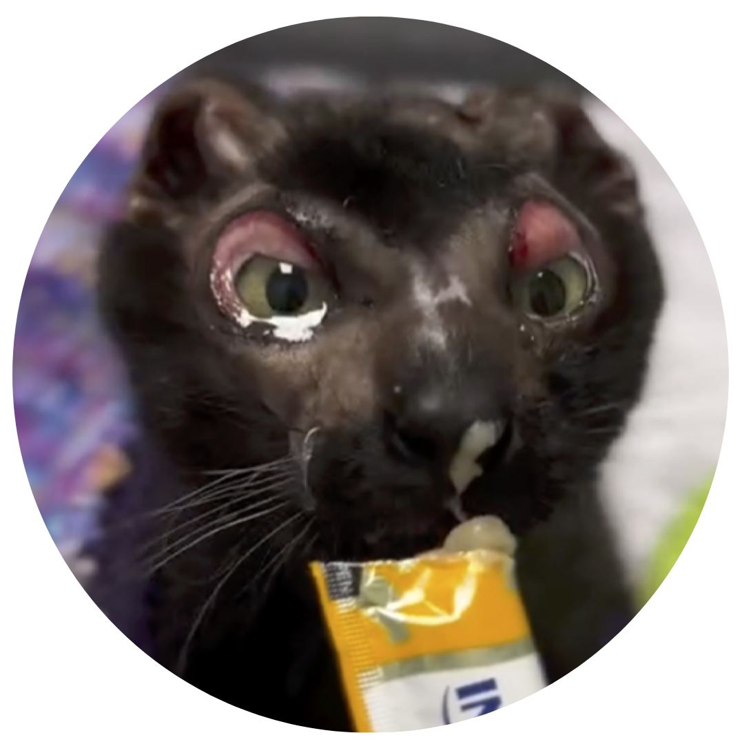 Zabi the cat licking cat "gogurt."