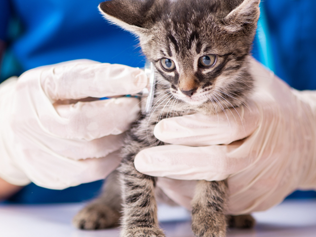 Vet checks a kitten with a stethoscope.