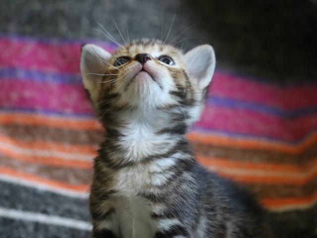 kitten