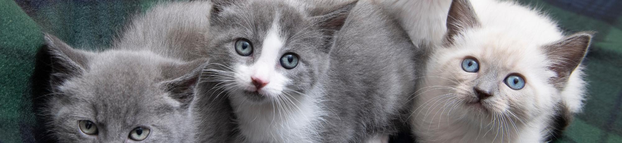 a group of 5 kittens