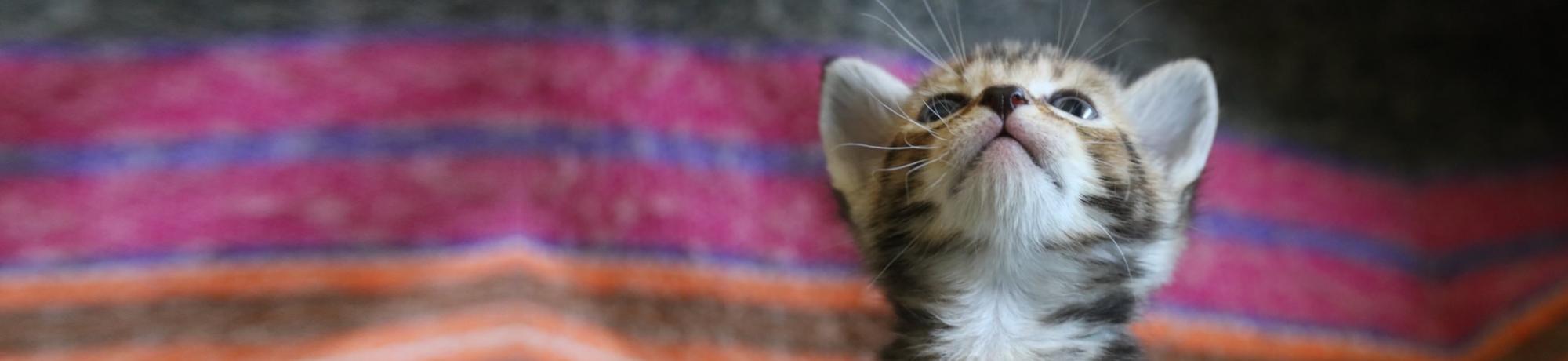 kitten